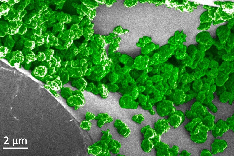 In this image, the green parts are the nanoparticles that have been aggregated on the surface of spongy mesophyll tissue within the plant leaves.