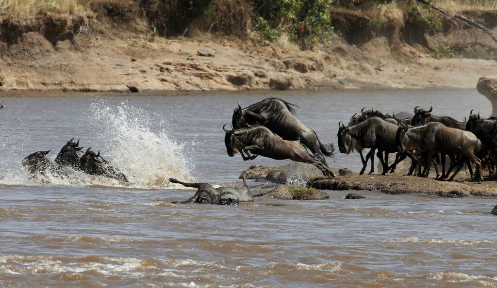 Wildebeests (connochaetes taurinus) jump to cross the Mara river during their migration to the greener pastures, between the Maasai Mara game reserve and the open plains of the Serengeti, southwest of Kenya's capital Nairobi, August 15, 2016. Picture taken August 15, 2016. REUTERS/Thomas Mukoya - S1AETVYROQAA