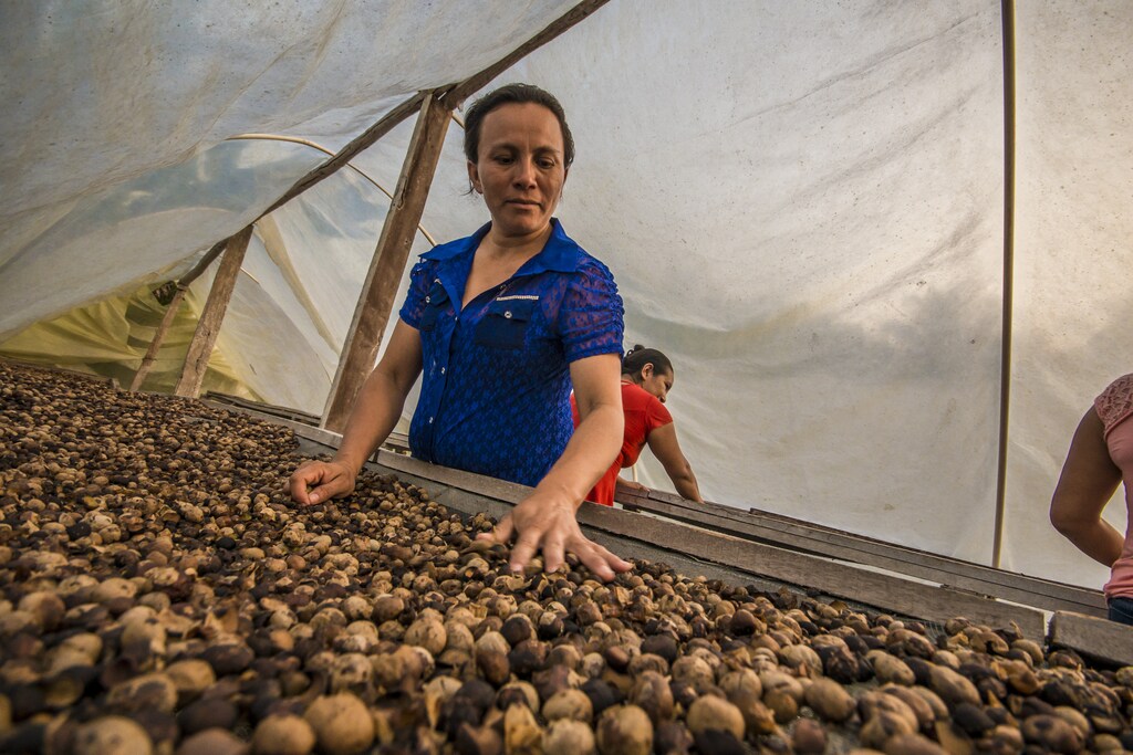 Nature-based solutions - a women-owned business in Guatemala processes ramon nuts.