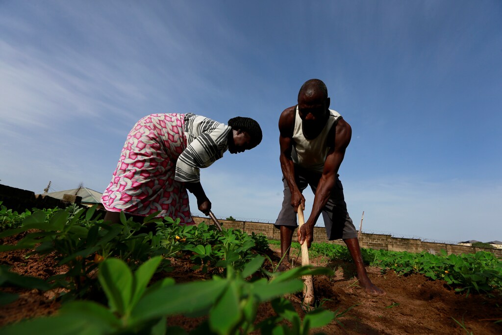 Ajege Zacharia and wife Victoria Kigbu work on their farm in the midst of the coronavirus disease (COVID-19) outbreak in Abuja, Nigeria June 10, 2020. Picture taken June 10, 2020.