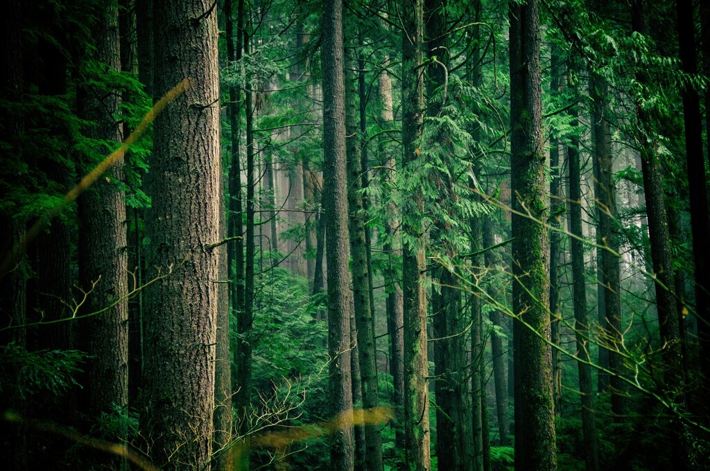 A forest.