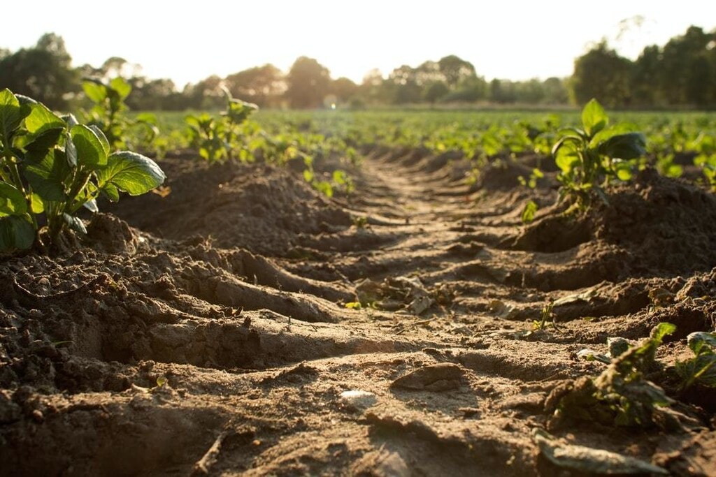 A photo of a sandy field, with sprits growing.