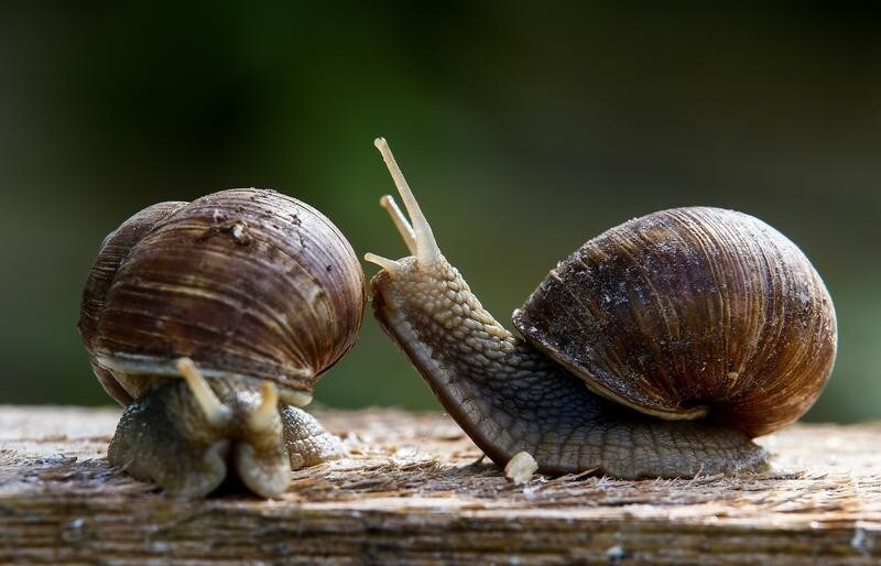 Snails (Helix Pomatia) are seen at the Vladimir Rabkov's farm in the village of Dolginovo, Belarus August 22, 2017. REUTERS/Vasily Fedosenko - RC1C8A9683D0