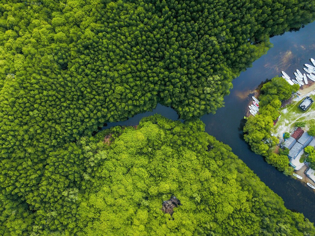 Auerial shot of body of water surrounded by trees/ a mangrove forest in Indonesia: Mangrove ecosystems are precious biodiversity hotspots