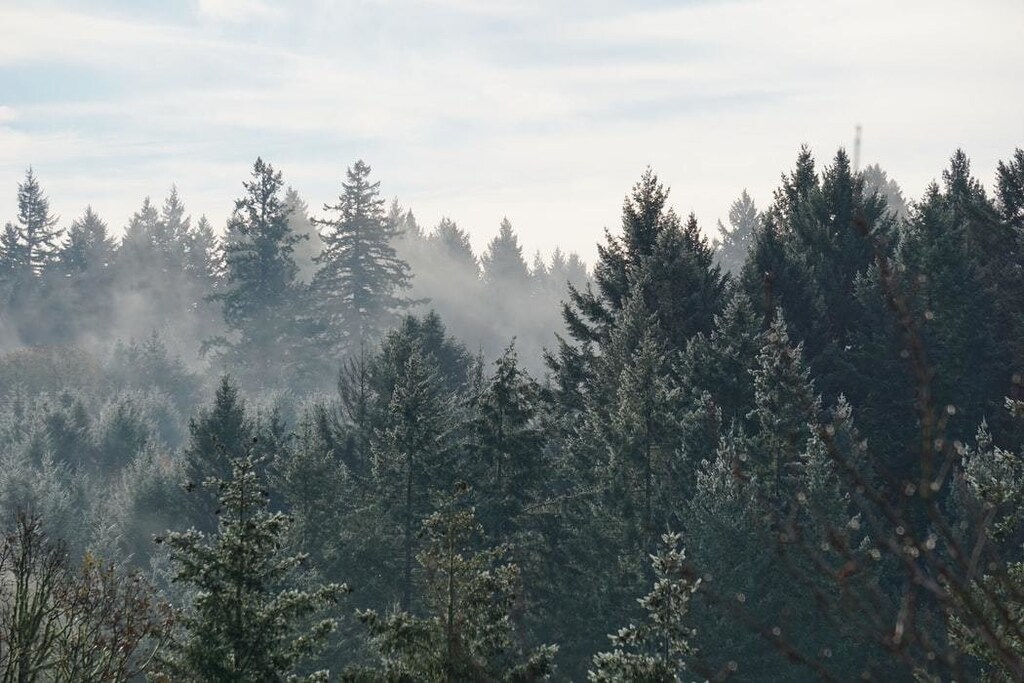 Image of a forest