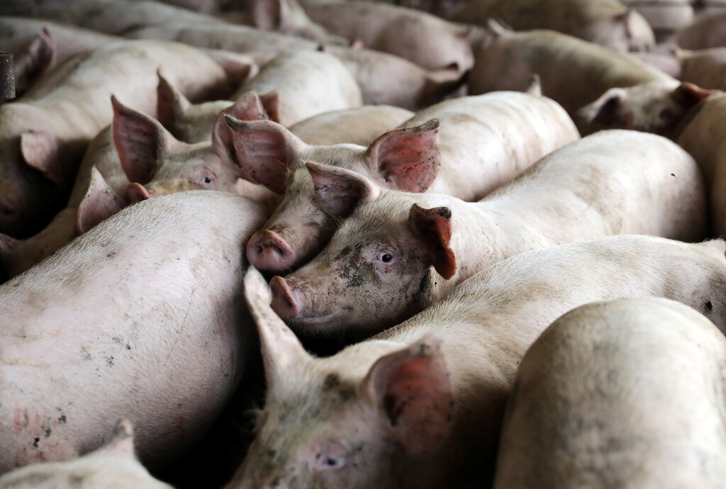 Four-month-old pigs in a finishing barn are seen at Wessling Farms near Grand Junction, Iowa, U.S., July 5, 2018. Picture taken July 5, 2018. REUTERS/Scott Morgan