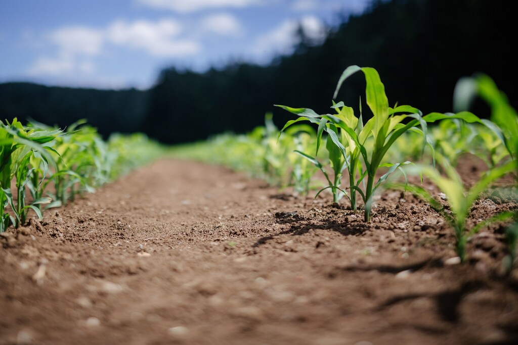 Green plants being grown on soil: Addressing the impact of climate change on agri-food systems is crucial for sustainable development.