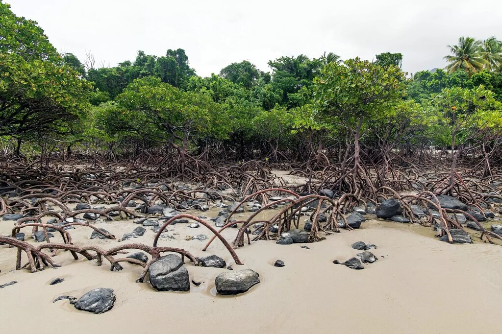 Carbono azul: el carbono almacenado en los ecosistemas acuáticos, como los manglares y las praderas marinas, tiene el potencial de almacenar cinco veces más carbono por metro cuadrado que los ecosistemas terrestres.