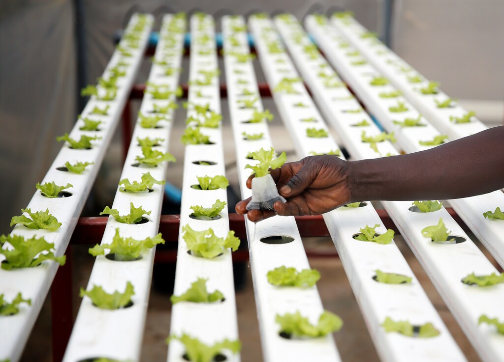 Un trabajador coloca plantas dentro de un jardín hidropónico en Harare, Zimbabwe, el 15 de enero de 2020. Foto tomada el 15 de enero de 2020.