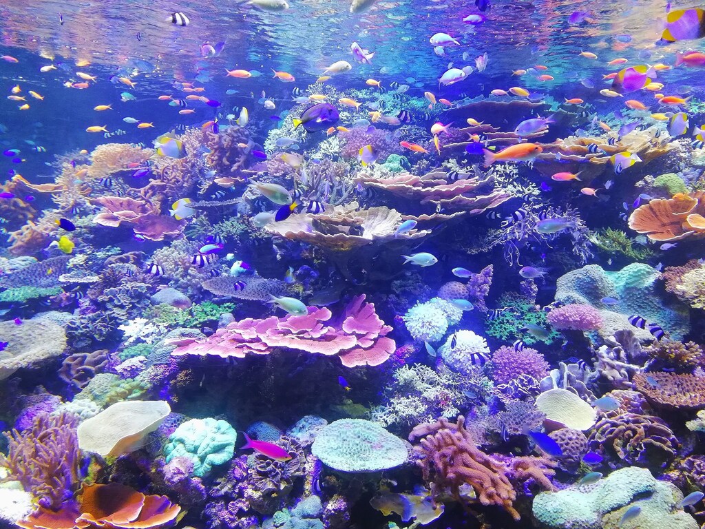 An image of a coral reef beneath the sea, illustrating the importance of biodiversity in the sea