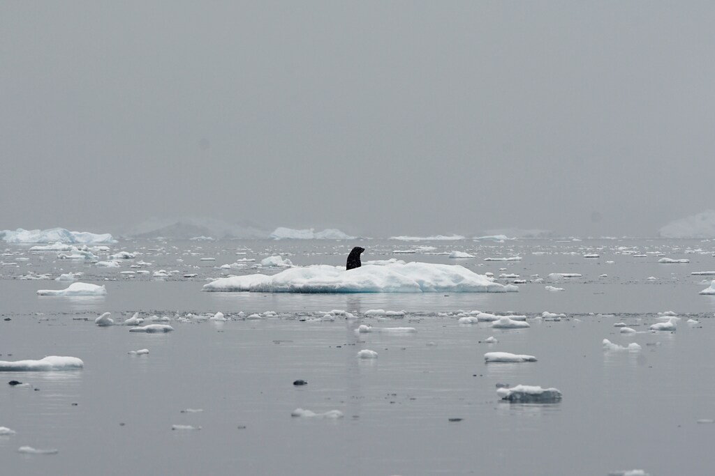A seal occupies an iceberg in Andvord Bay, Antarctica, February 14, 2018. REUTERS/Alexandre Meneghini - RC1E39E8D9E0