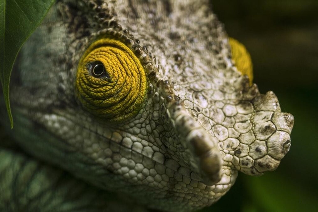 A close-up photo of a lizard.
