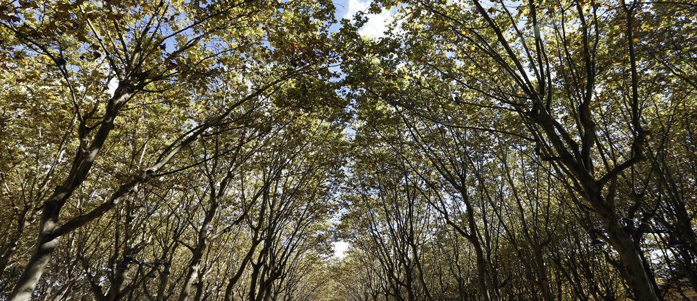 La creación de un espacio de vida "verde" ahora es prácticamente obligatorio para las ciudades de todo el mundo. Pero ¿están a la altura?