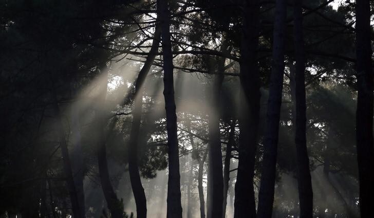 The autumn sun shines through a pine forest in Andernos near Bordeaux, southwestern France, September 30, 2014. REUTERS/Regis Duvignau (FRANCE - Tags: ENVIRONMENT)