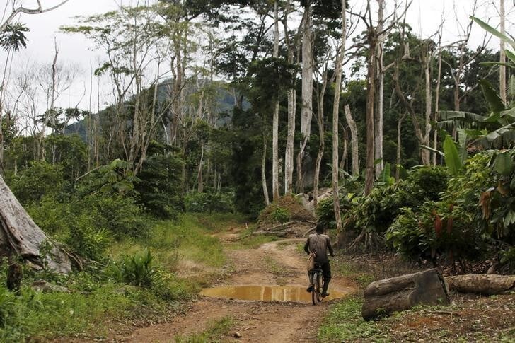 A farmer rides his bicycle among dead trees and and young cocaa plants (R) inside the protected Gouin-Debe forest in Blolequin department, western Ivory Coast August 17, 2015. Picture taken August 17, 2015. To match Insight IVORYCOAST-COCOA/ENVIRONMENT REUTERS/Luc Gnago