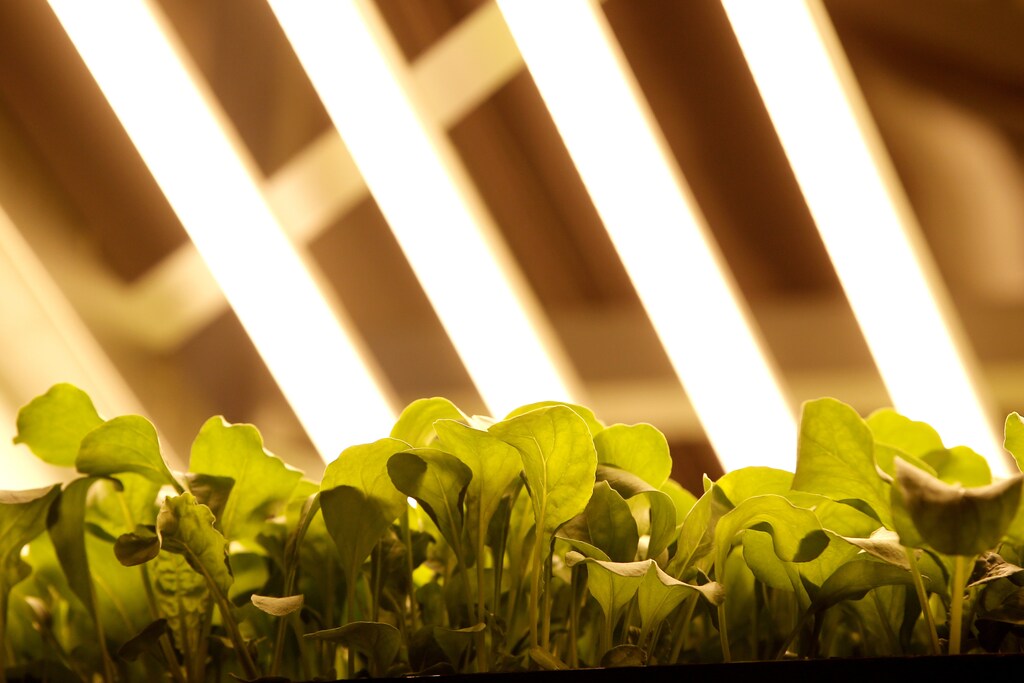Baby arugula grows in a vertical farming bed beneath light emitting diode (or "LED") lamps and using a patented growing algorithm of controlled light, nutrients and temperatures for growing a variety of baby greens at an AeroFarms Inc. indoor vertical farming facility in a former indoor paintball arena in Newark, New Jersey, June 24, 2016. Picture taken June 24,2016. REUTERS/Mike Segar - RTX2IPPS