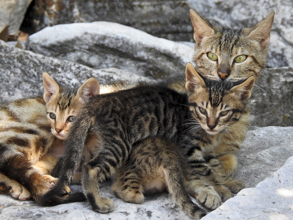 A cat and her two kittens lie in the ruins of the ancient Agora in Athens June 20, 2015. REUTERS/Paul Hanna - RTX1HEA0