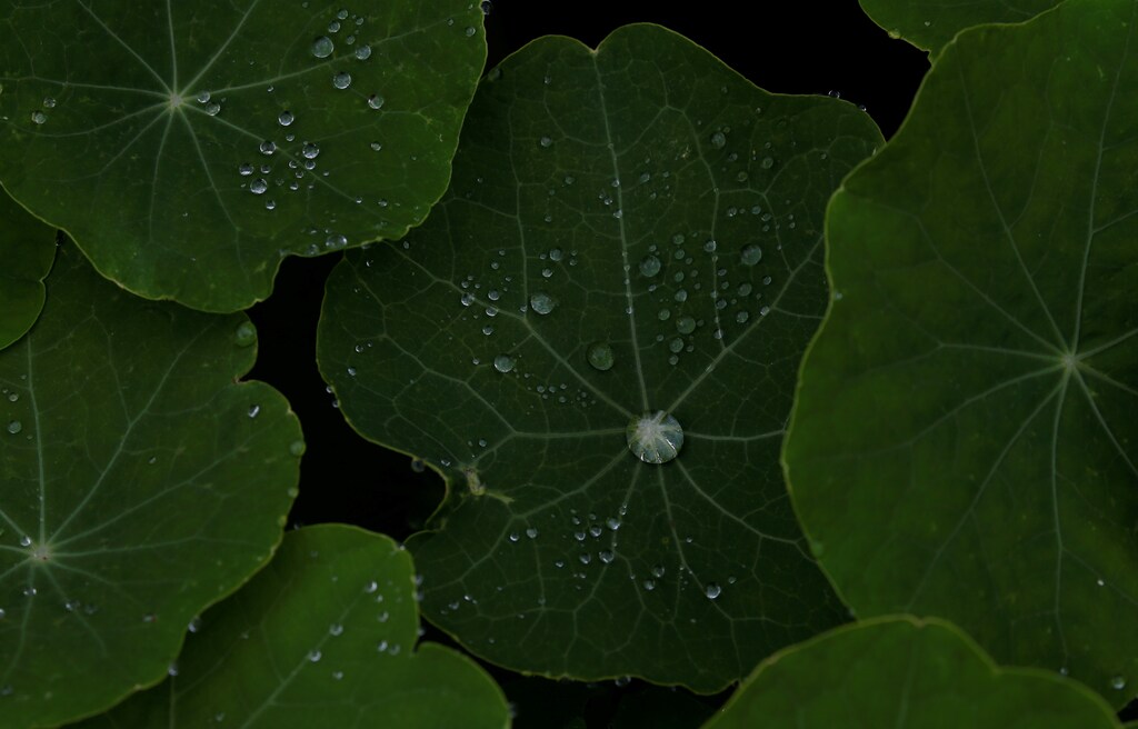 Rainwater gathers on plants in Cape Town, South Africa