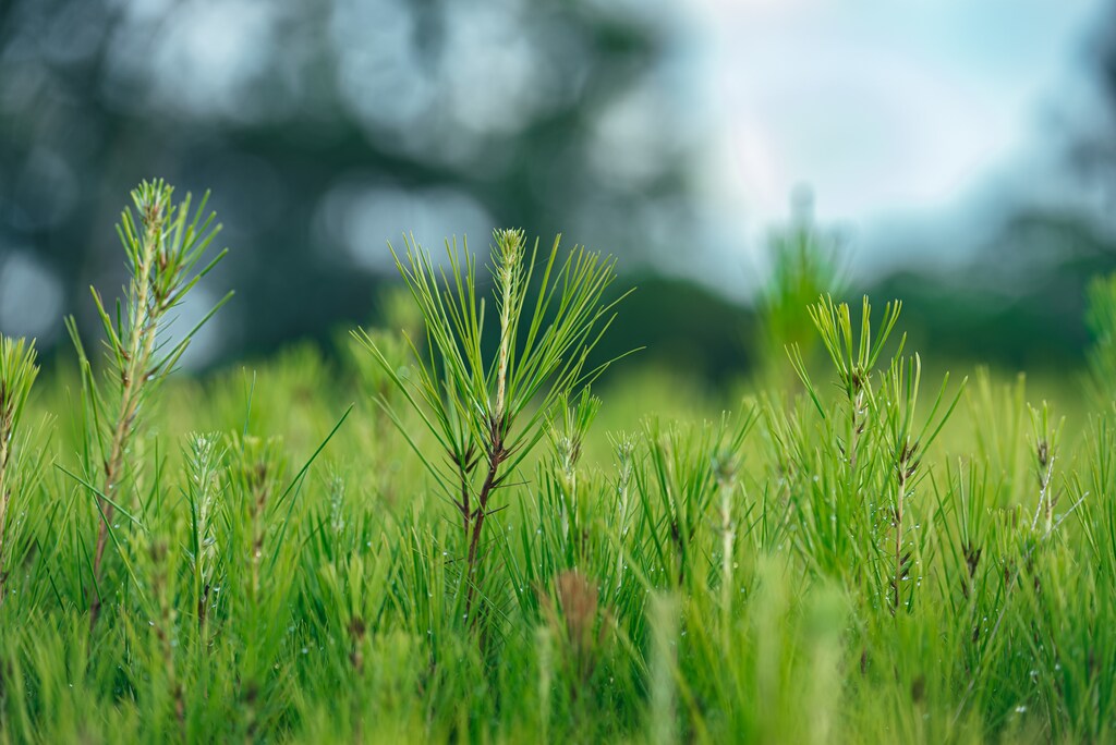The impact of nature and biodiversity loss clearly poses a risk to our human health by risking the quality and availability of the necessities needed to sustain life, as well as the social benefits of nature.