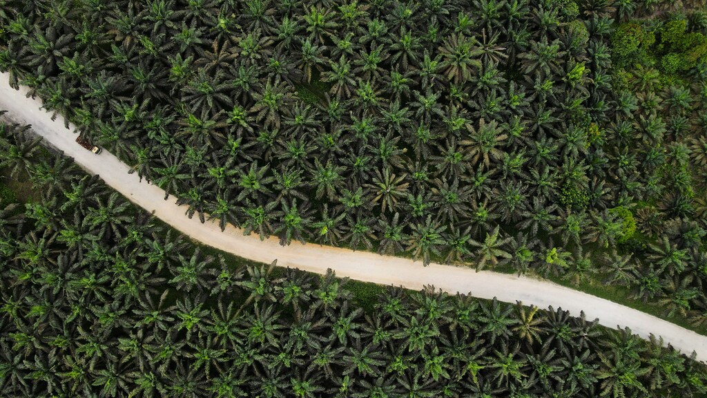 A palm oil plantation in Riau province, Indonesia. Last year, CEOs from the world’s 13 largest commodity trading companies announced ambitious commitments to tackle deforestation.