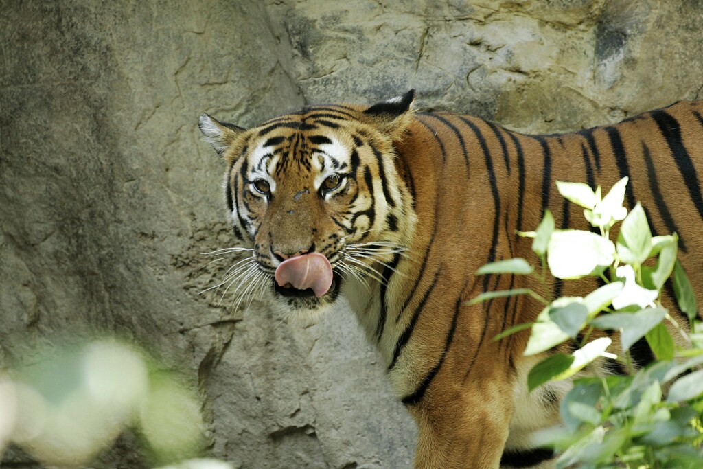 A South China tiger is seen at Shanghai zoo, July 8, 2008. Hunting and deforestation have driven China's tigers close to extinction -- with none seen or captured in the past 20 years. Now, conservationists are demanding China's government help prevent these tigers from becoming extinct. Picture taken July 8, 2008. To match feature CHINA-TIGERS