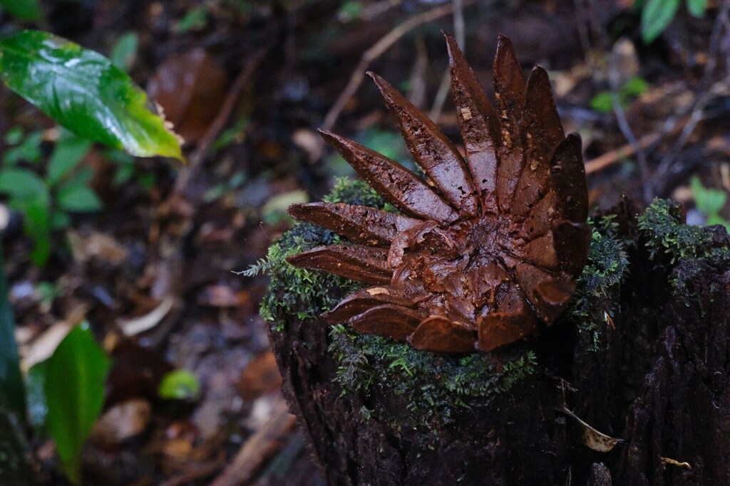 Primer plano de una planta que crece en un tocón de árbol en la Guayana Francesa, ilustrando la regeneración de la Amazonía.