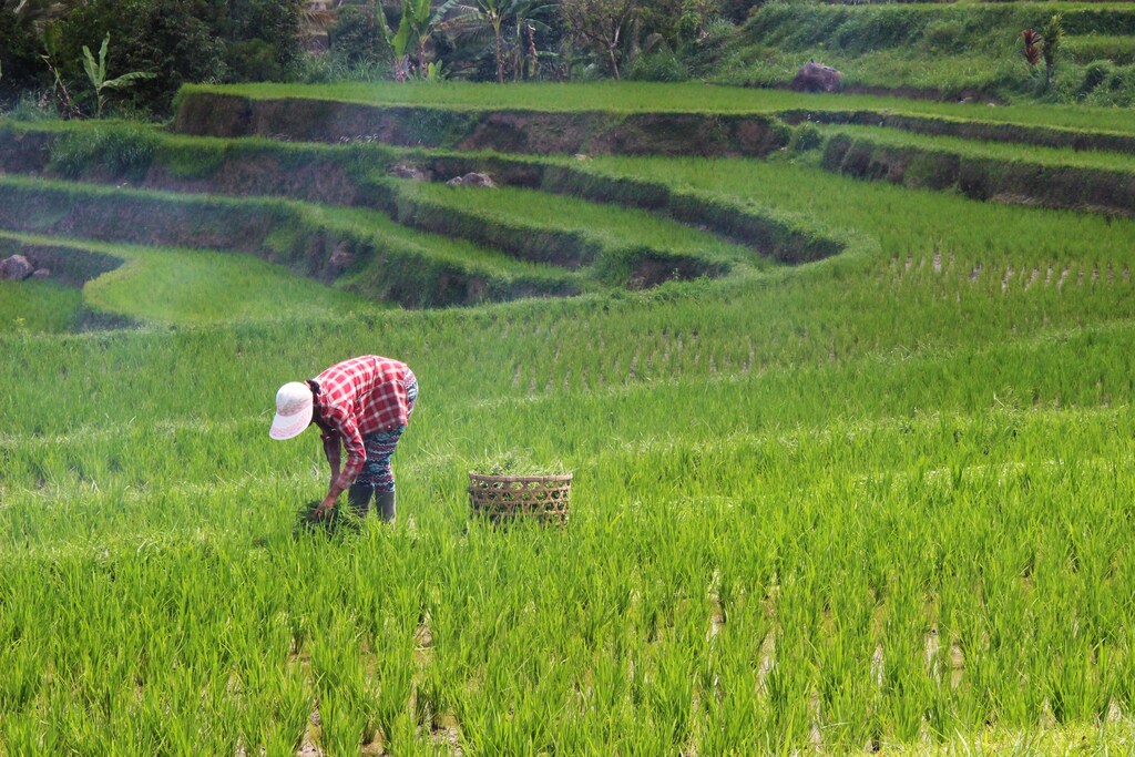 Rice field