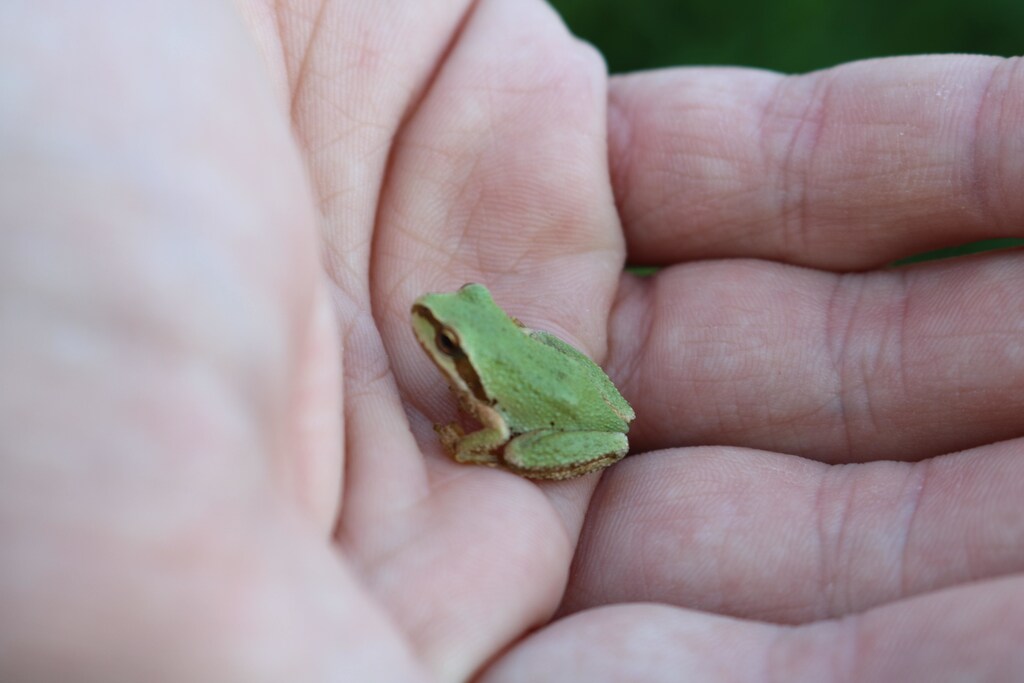 frog species humans ecology ecosystems
