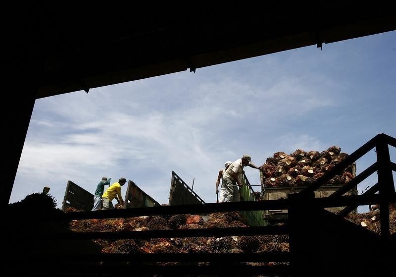 Workers unload palm oil fruit from a truck into a processing plant in the north Sumatra province of Serdang Begadai May 23, 2011. Indonesia revealed a long list of exemptions to a two-year moratorium on logging on Friday, a concession to the hard-lobbying plantation industry in the world's top palm oil producing nation. The moratorium, taking effect on Friday after a five-month delay, will exempt permits already given in principle by the forestry ministry and extensions of existing permits, as well as projects to develop supplies of energy, rice and sugar. REUTERS/YT Haryono (INDONESIA - Tags: ENVIRONMENT BUSINESS ENERGY AGRICULTURE) - GM1E75O02KN01