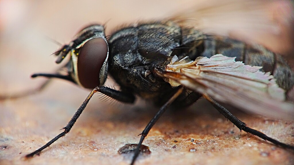COP26: Cities need a strategy for food waste. The black soldier fly could be a part of it.