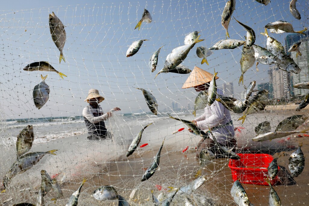 People collect fish on the beach in fishing nets in in Da Nang, Vietnam.