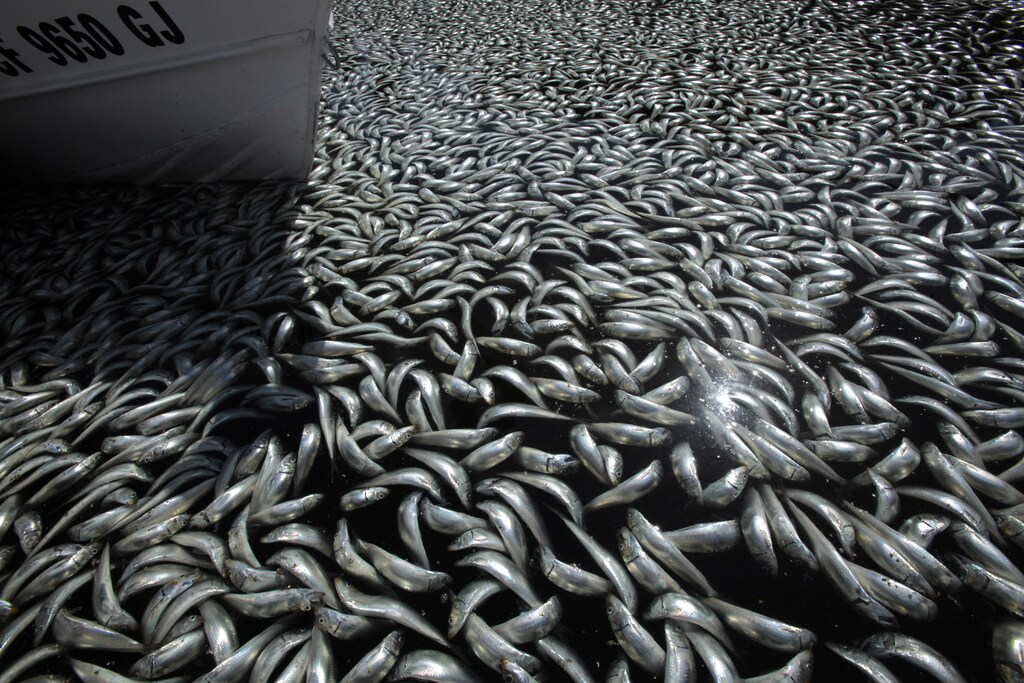 Fish lie dead in the harbor area of Redondo Beach, south of Los Angeles, California March 8, 2011. Millions of fish washed up dead early on Tuesday, puzzling authorities and triggering a cleanup effort. REUTERS/Lucy Nicholson (UNITED STATES - Tags: ENVIRONMENT ANIMALS IMAGES OF THE DAY) - RTR2JMQN