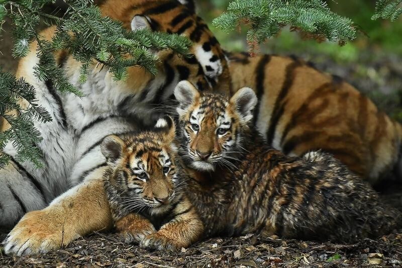 Amur Tiger cubs born in Dublin Zoo, the largest big cat in the world, are seen publicly for the first time in Dublin, Ireland, January 26, 2019. REUTERS/Clodagh Kilcoyne TPX IMAGES OF THE DAY - RC1B33E16870