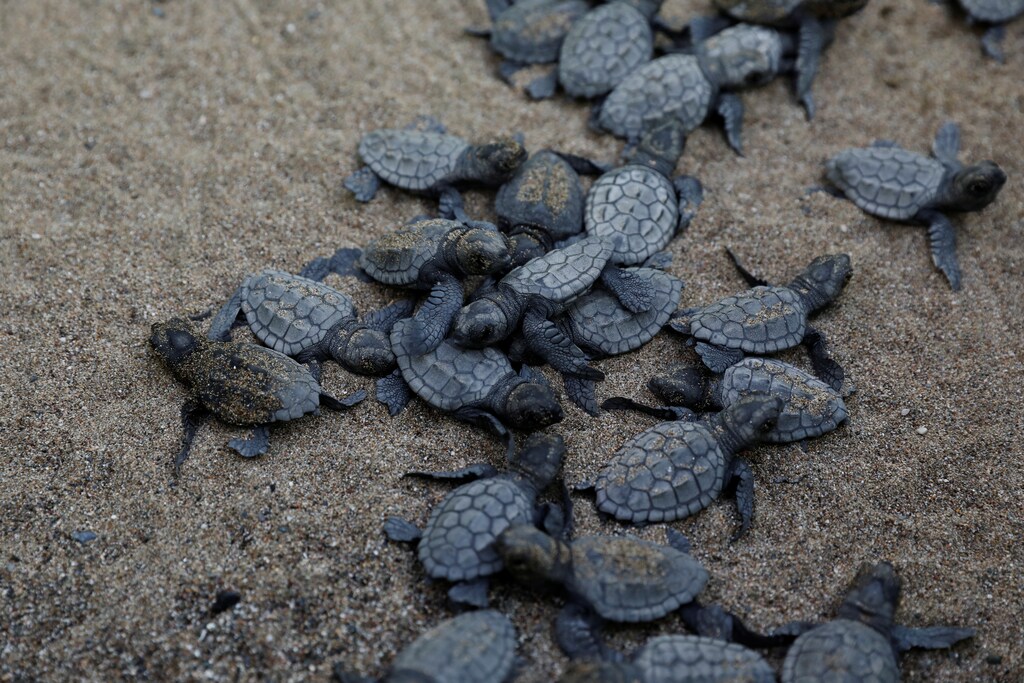 Baby sea turtles crawl to the sea following their release after treatment at the Sea Turtle Rescue Center (DEKAMER) at Iztuzu Beach near Dalyan in Mugla province, Turkey, August 25, 2018. REUTERS/Umit Bektas SEARCH "BEKTAS TURTLES" FOR THIS STORY. SEARCH "WIDER IMAGE" FOR ALL STORIES. - RC198FF853E0
