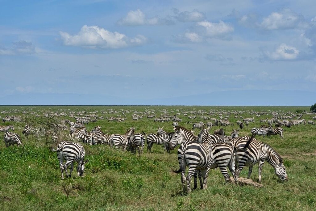 image of a herd of zebras