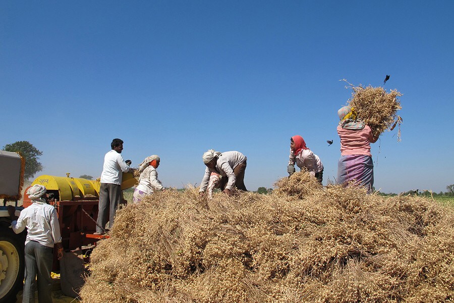 People lifting waste crops into a machine