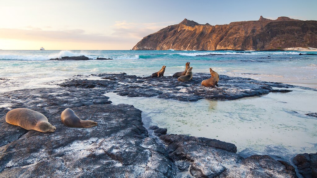 galapagos, seals, animal