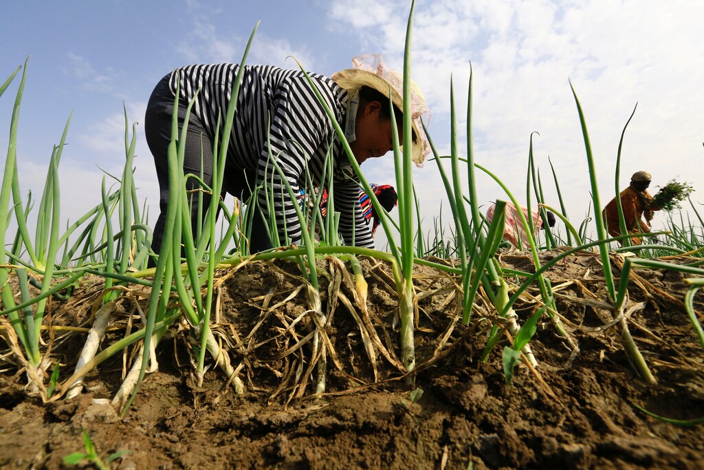 Chinese farmers remove weeds inside their farm as China's Minister of Agriculture Han Changfu visits the area for the Sudan-China Agriculture Cooperation Development Forum in Khartoum, Sudan September 24, 2016. REUTERS/Mohamed Nureldin Abdallah - RTSP80I