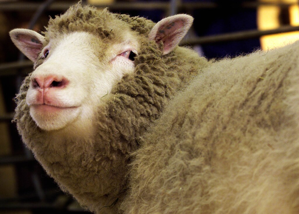 The world's first clone of an adult animal, Dolly the sheep, bleats during a photocall at the Roslin Institute in Edinburgh, Scotland January 4, 2002. REUTERS/Jeff J Mitchell/Files - RTSJQMS