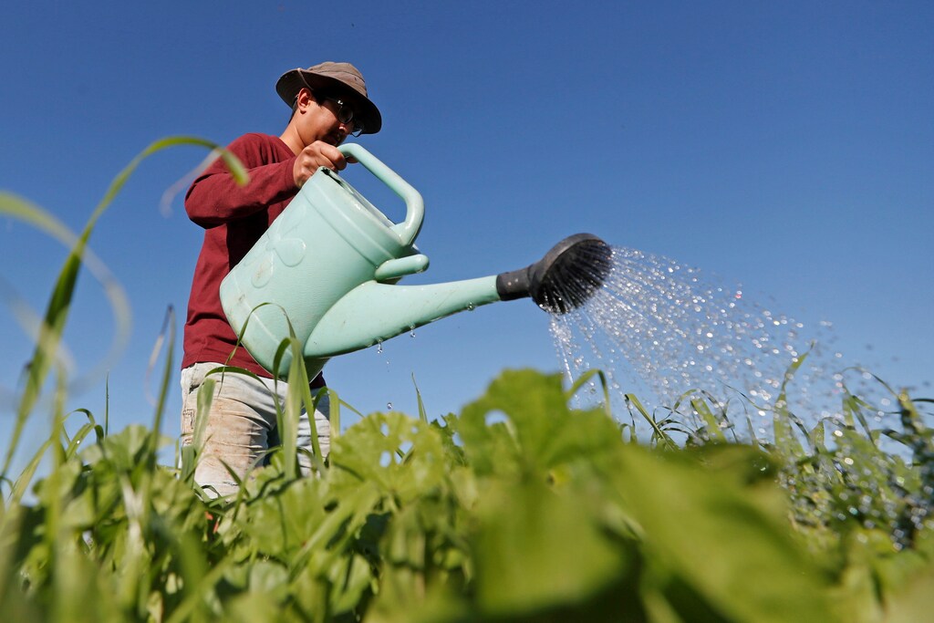 A man waters plants at a Community Supported Agriculture (CSA) farm that produces organic vegetables and fruits, in the village of Bilin in the Israeli-occupied West Bank December 19, 2020. Picture taken December 19, 2020. REUTERS/Mohamad Torokman - RC2NTK9DP8WD