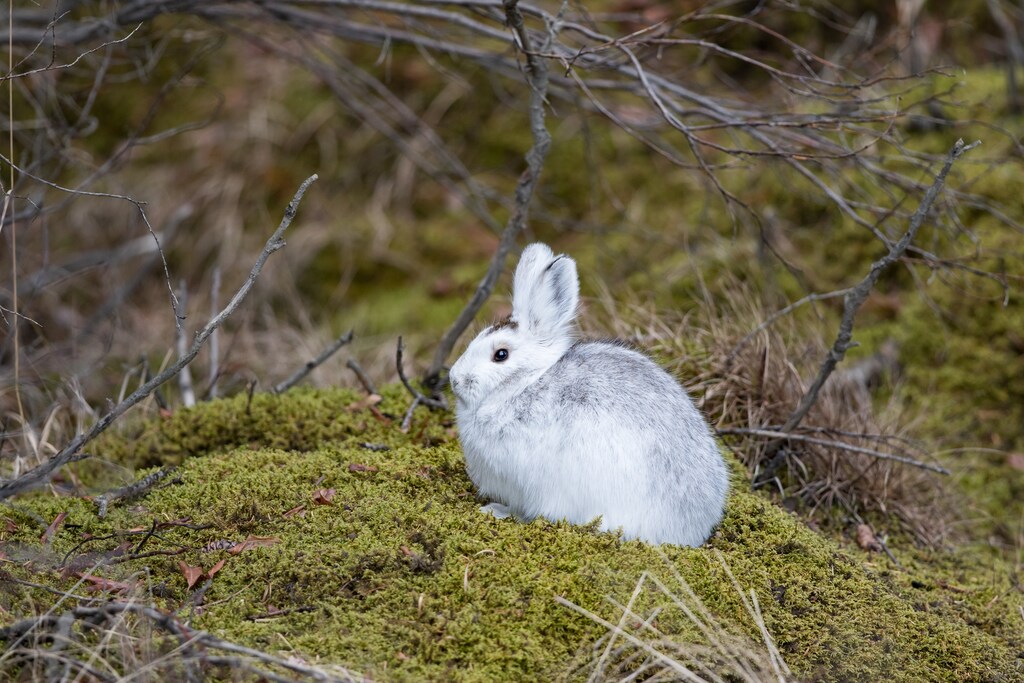 Arctic hares