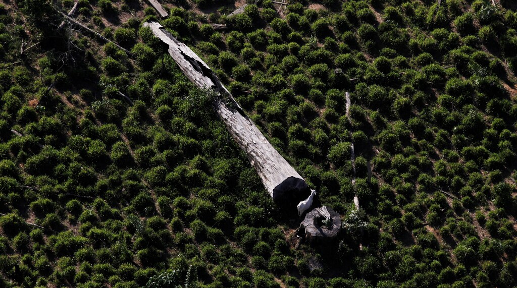 A cow grazes next to a fallen tree on a tract of deforested Amazon rainforest near the city of Novo Progresso, Brazil July 2, 2013. Picture taken July 2, 2013. REUTERS/Nacho Doce/File Photo - D1BETPOPBUAA