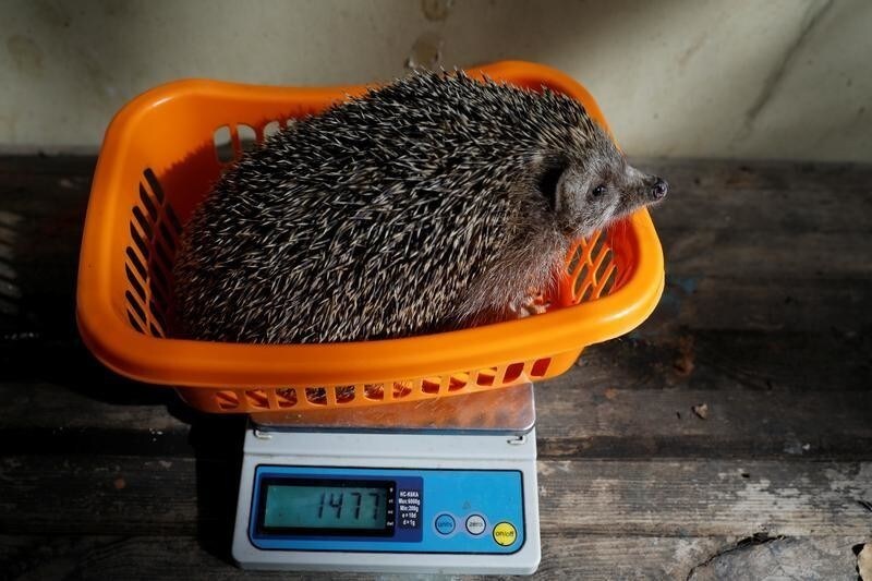 Sherman, the overweight hedgehog, sits on top of a scale displaying the weight of 1477 grams (3.26 lbs) at the Ramat Gan Safari Zoo, near Tel Aviv, Israel January 3, 2018.