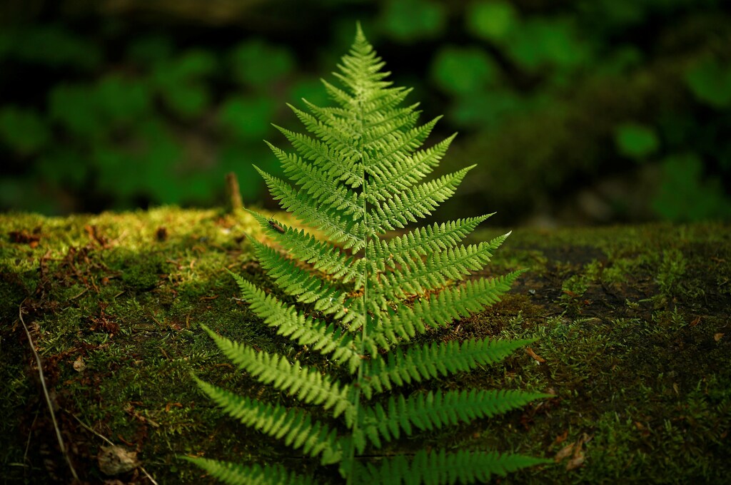 A fern leaf lies on a bough in a protected area of Bialowieza forest, the last primeval forest in Europe, near Bialowieza village, Poland May 30, 2016.