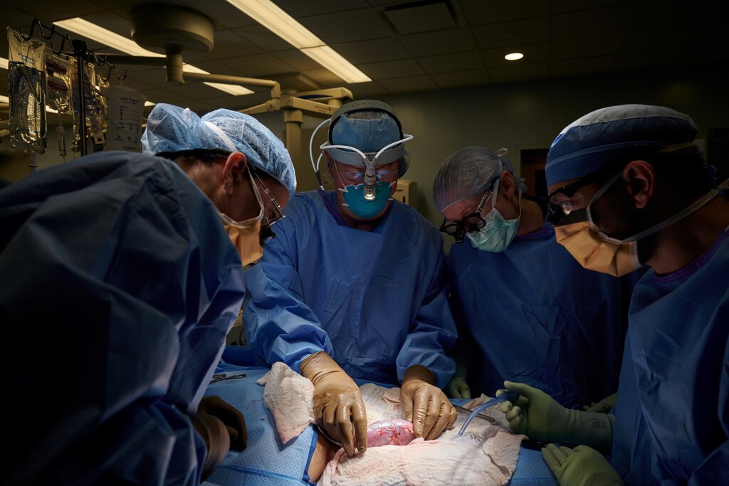 pig-kidney-transplant-image