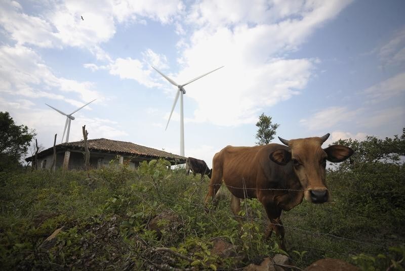 A cow stands near windmills at an eolic farm in Cerro de Hula, 25 km (15 miles) south of Tegucigalpa April 21, 2012. The Cerro de Hula is Central America's largest wind farm with a capacity of 102 MW, according to local media.