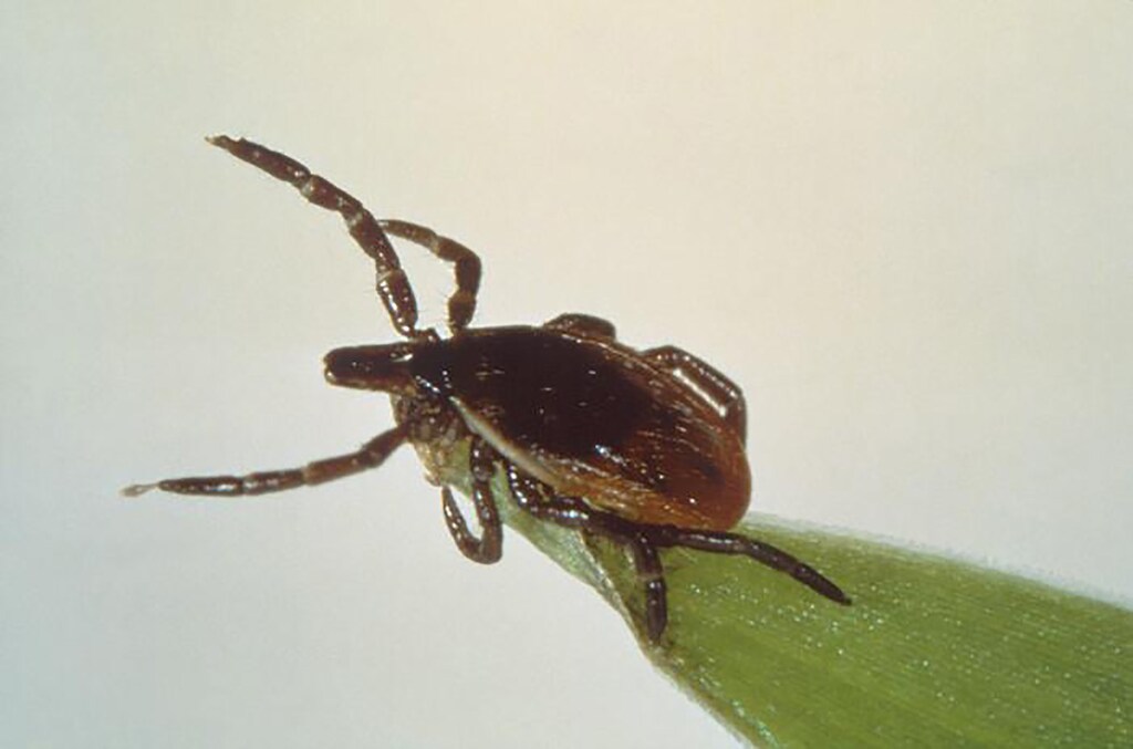 A deer tick, or blacklegged tick, Ixodes scapularis, is seen on a blade of grass, in this undated picture from the Centers for Disease Control and Prevention. Scientists have discovered a new bacteria species causing Lyme disease in the U.S. Midwest, the national Centers for Disease Control and Prevention said on Monday, adding to the medical literature on the tick-borne disease. REUTERS/Centers for Disease Control and Prevention/Handout via Reuters THIS IMAGE HAS BEEN SUPPLIED BY A THIRD PARTY. IT IS DISTRIBUTED, EXACTLY AS RECEIVED BY REUTERS, AS A SERVICE TO CLIENTS. FOR EDITORIAL USE ONLY. NOT FOR SALE FOR MARKETING OR ADVERTISING CAMPAIGNS - TM3EC2819S301