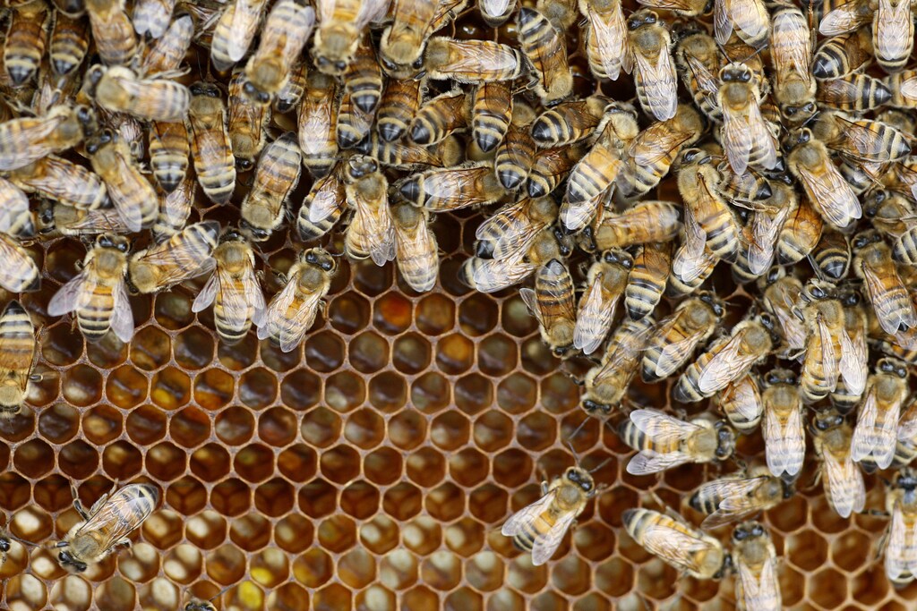 Honey bees swarm on a honeycomb at Al Taryyaq farm in Jordan Valley February 8, 2010. Jordan has introduced a modern laboratory to help protect the bee population from infectious diseases after an outbreak in 2008 decimated nearly half of the region's bee hives, Jordan's Bee Research Unit Director Nizar Haddad said. REUTERS/Ali Jarekji (JORDAN - Tags: AGRICULTURE ENVIRONMENT SOCIETY) - GM1E6281TQO01