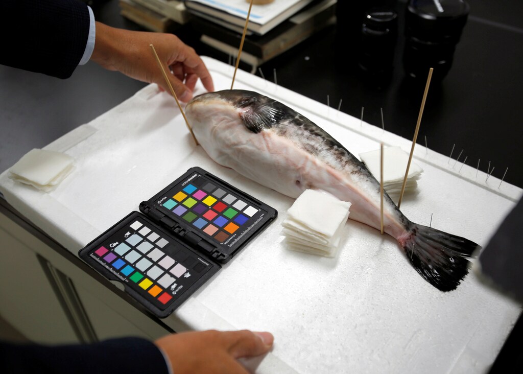 Hiroshi Takahashi, an associate professor at the National Fisheries University, checks a hybrid pufferfish specimen at his laboratory in Shimonoseki, southern Japan November 12, 2018. Picture taken November 12, 2018. To match Insight CLIMATE-CHANGE/JAPAN-FUGU REUTERS/Mari Saito - RC13171FEDE0