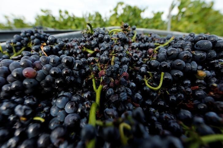 Boxes with grapes are seen at a vineyard during the traditional Champagne wine harvest in Ay, France, September 22, 2016. REUTERS/Benoit Tessier